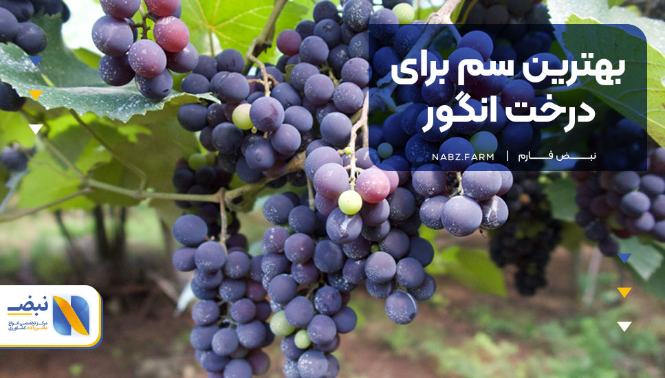 بهترین سم برای درخت انگور