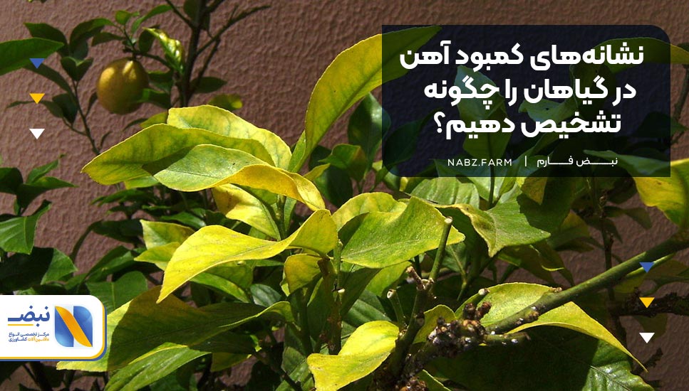 نشانه‌های کمبود آهن در گیاهان را چگونه تشخیص دهیم؟